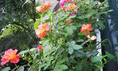 窗臺(tái)綠化美化案例