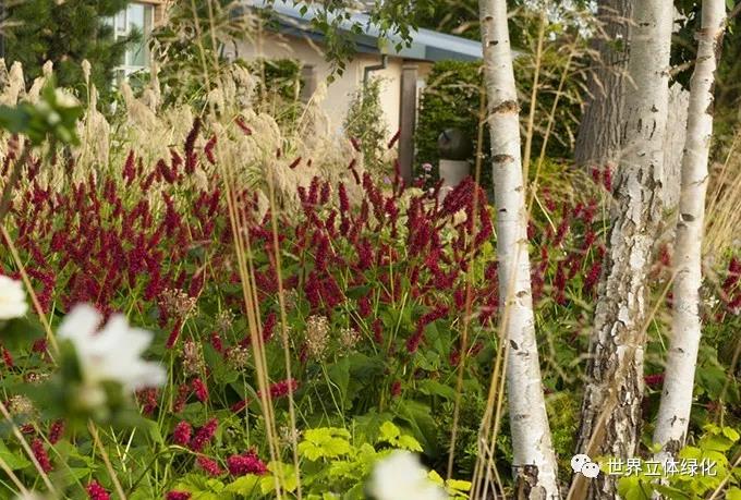 32格拉斯哥伊麗莎白女王大學醫(yī)院伊麗莎白女王國家脊柱傷害科花園 (9).jpg