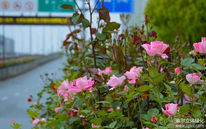 12杭州市園林文物局-杭州高架時代大道月季 (1).jpg